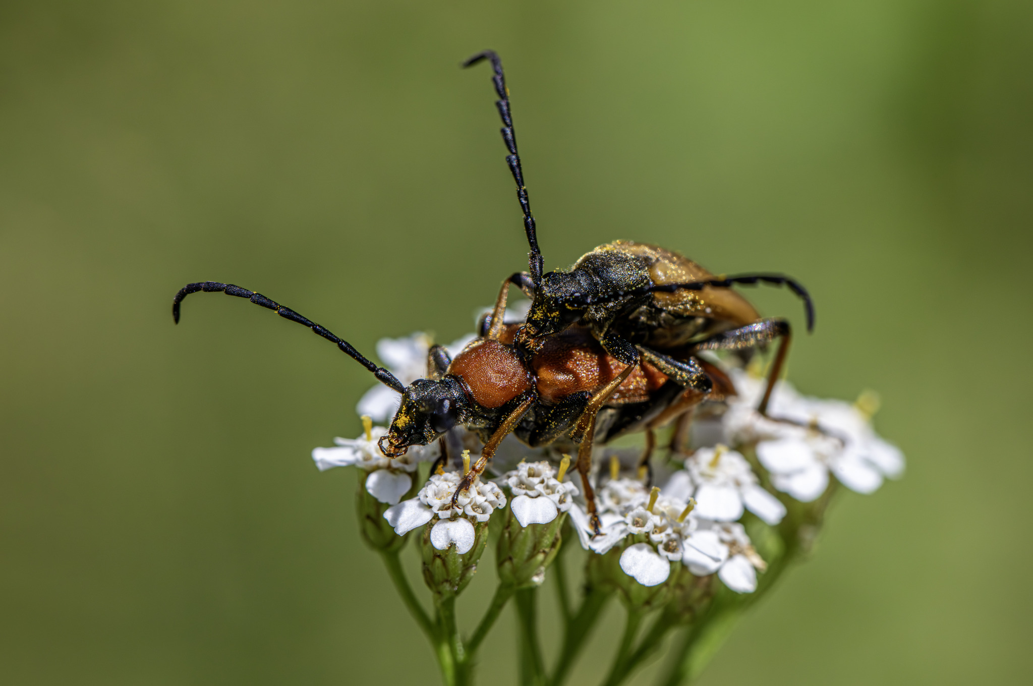 Red-Brown Longhorn Beetle (Stictoleptura rubra)