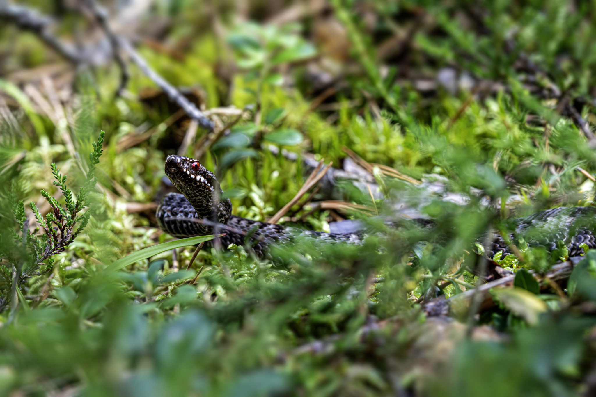 Common European adder (Vipera berus)