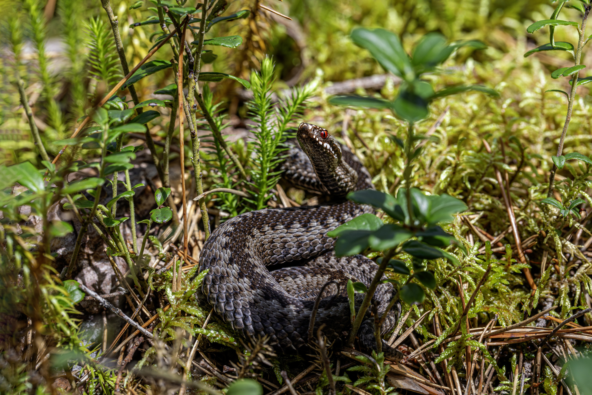 Common European adder (Vipera berus)