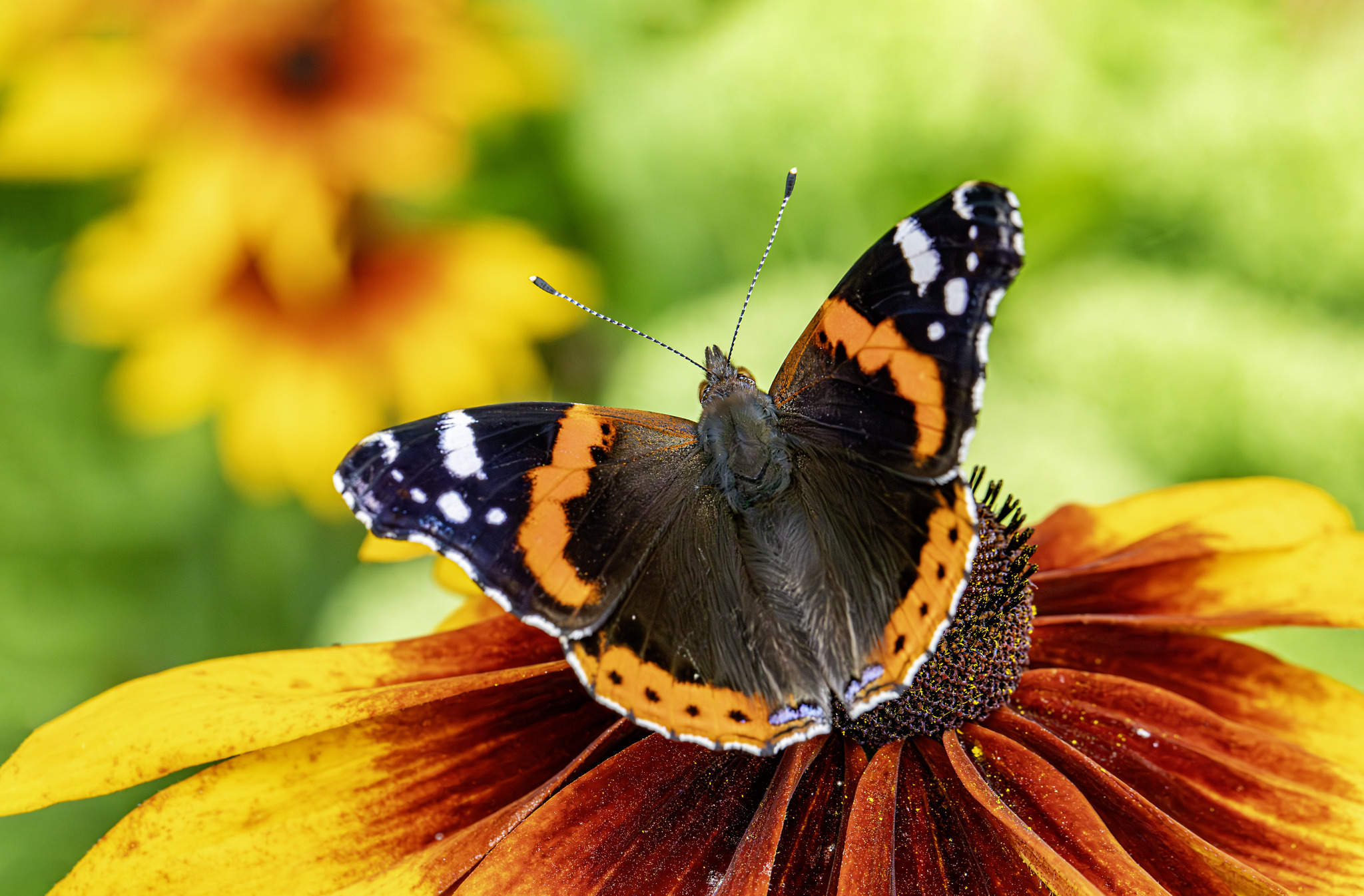 Red admiral (Vanessa atlanta)