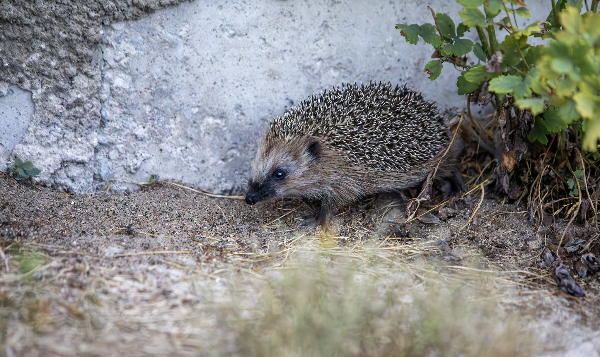 European hedgehog (Erinaceus europaeus)