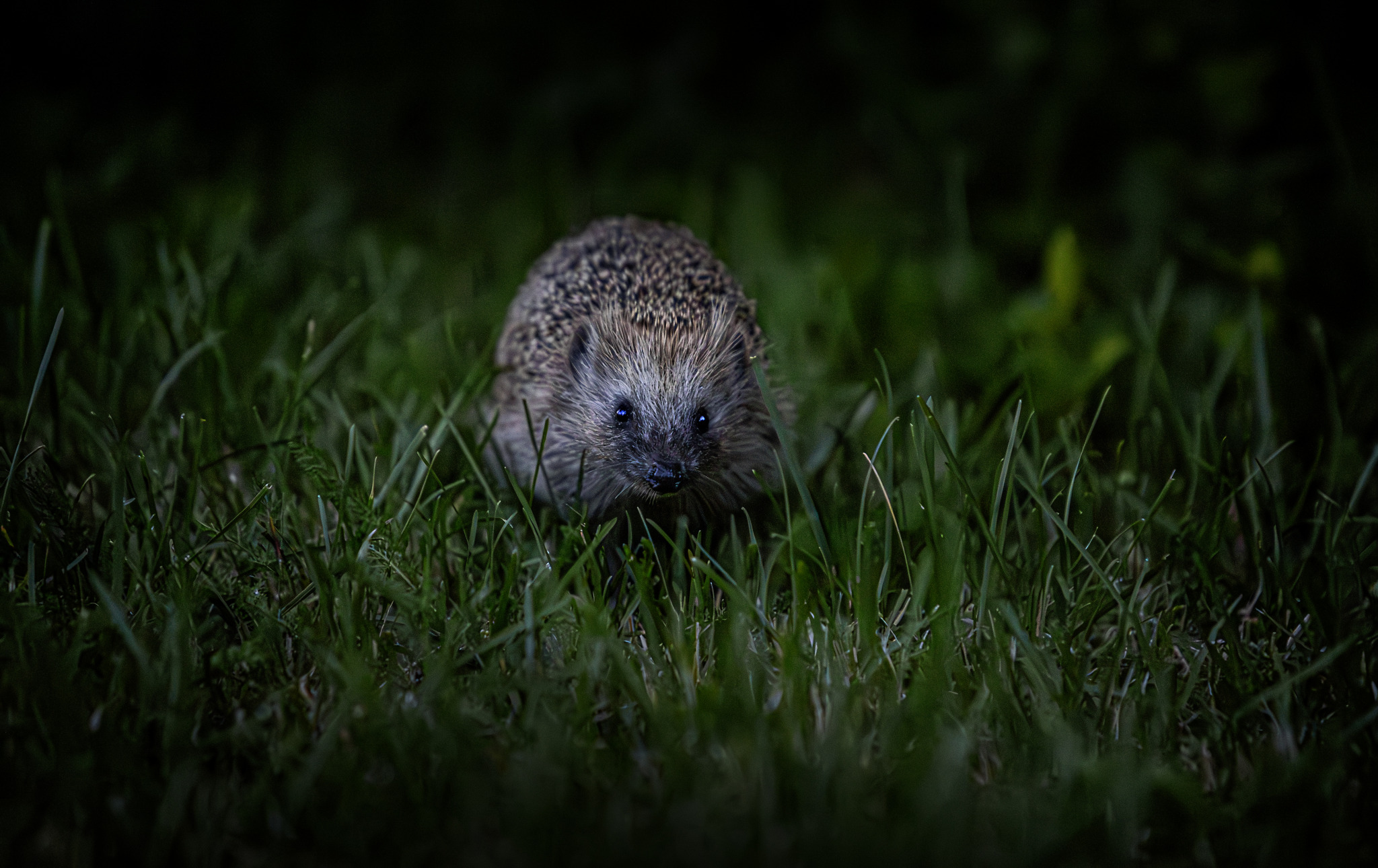 European hedgehog (Erinaceus europaeus)