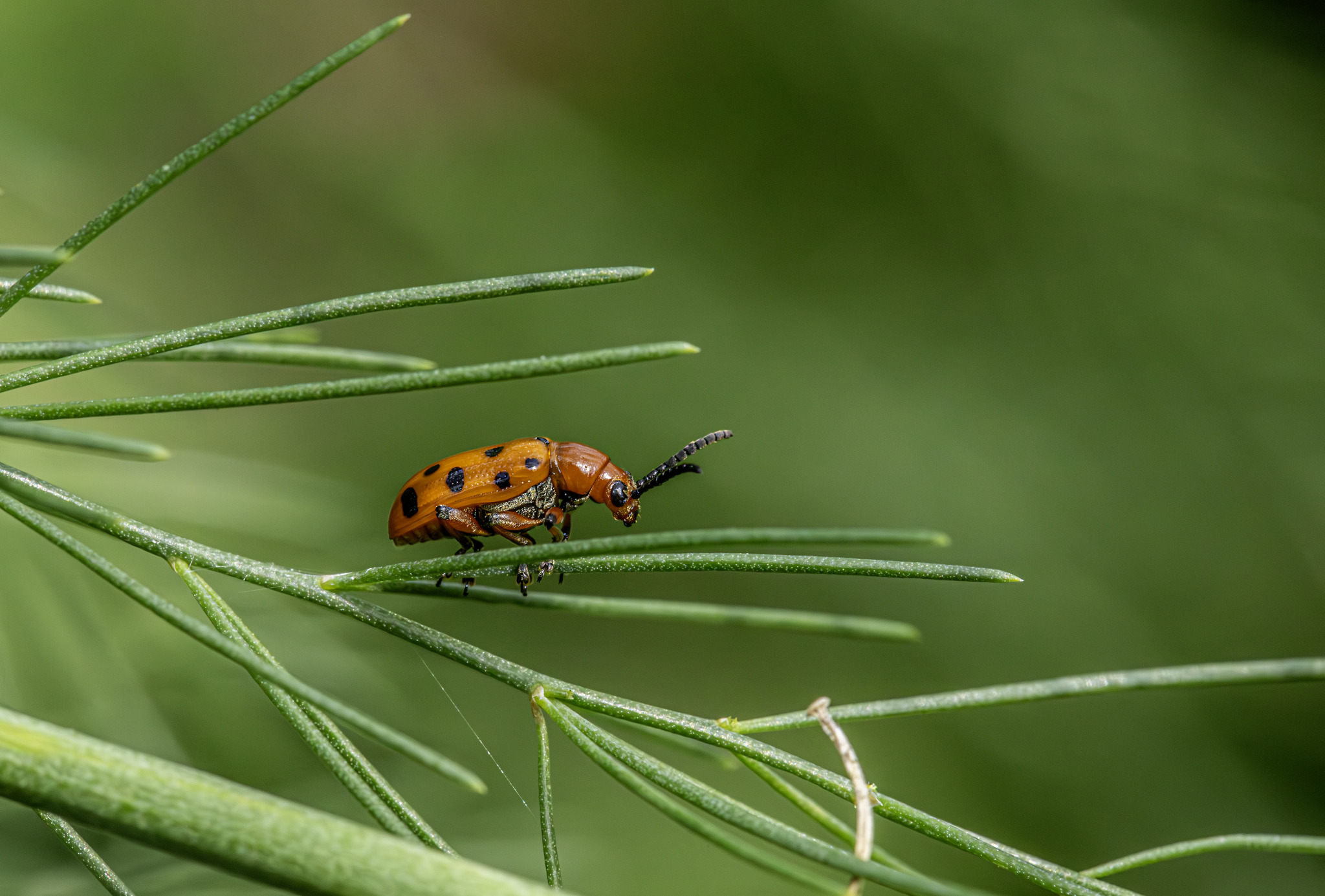 Spotted asparagus beetle (Crioceris duodecimpunctata)