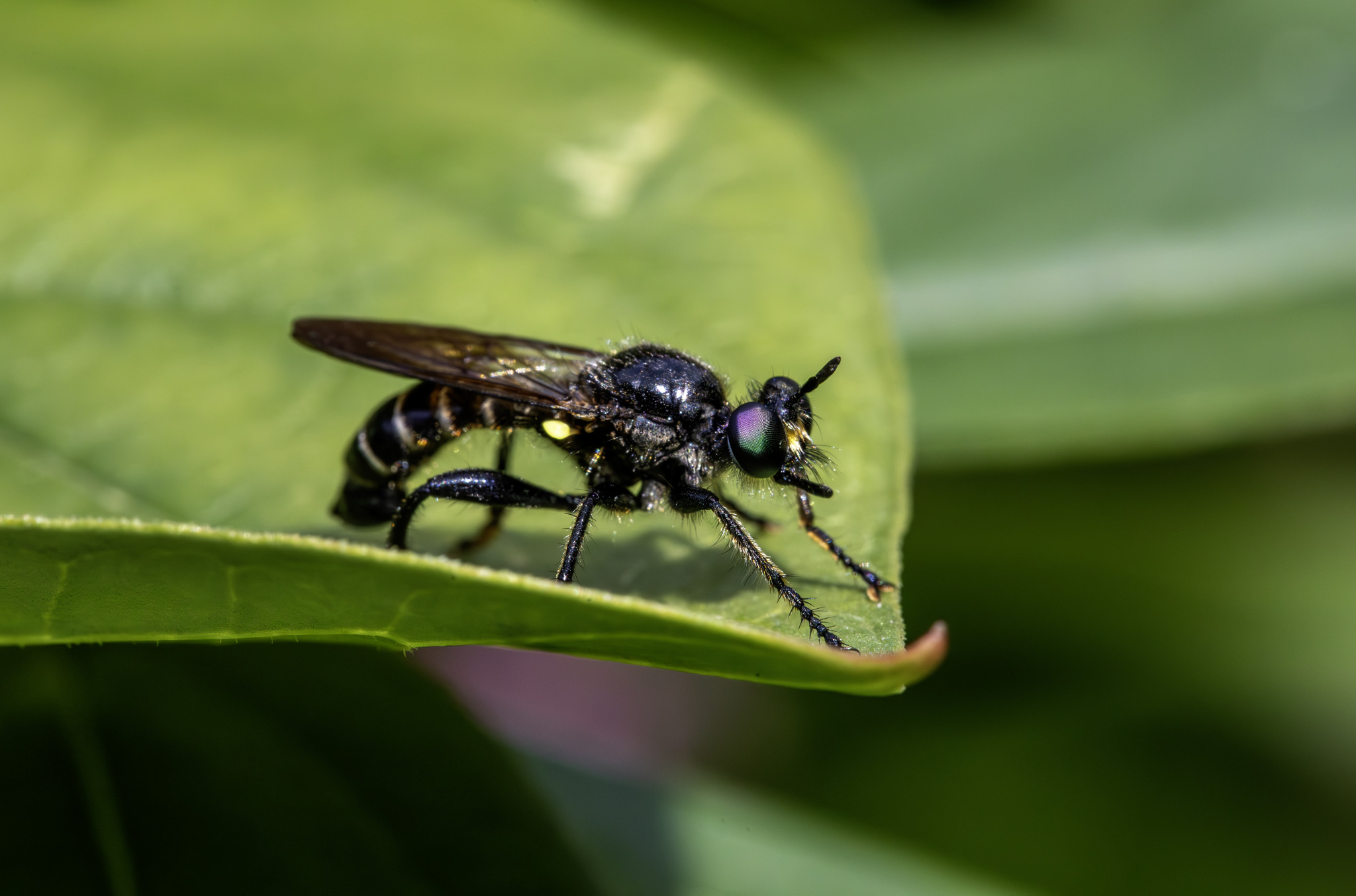 Violet black-legged robberfly ,Dioctria atricapilla