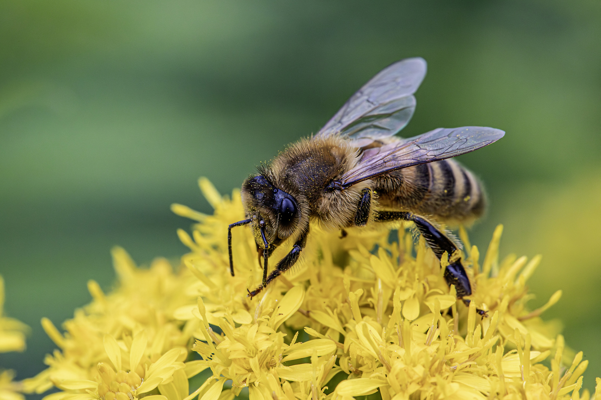 Western honey bee (Apis mellifera)