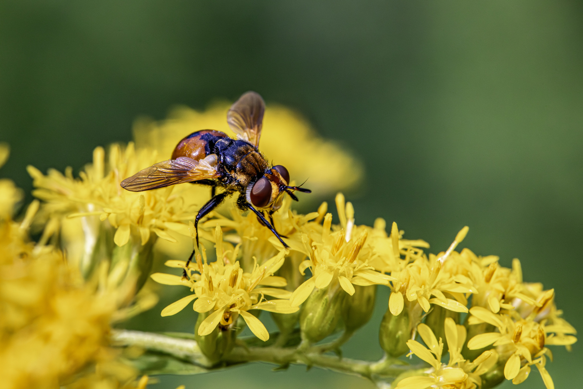 Tachinid fly (Ectophasia crassipenis)