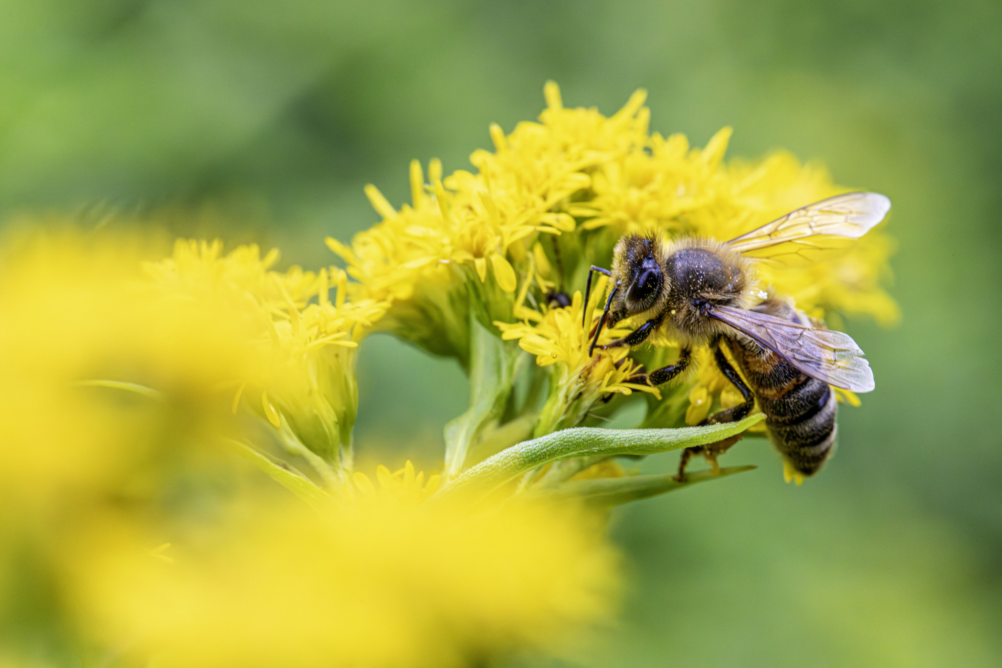 Western honey bee (Apis mellifera)