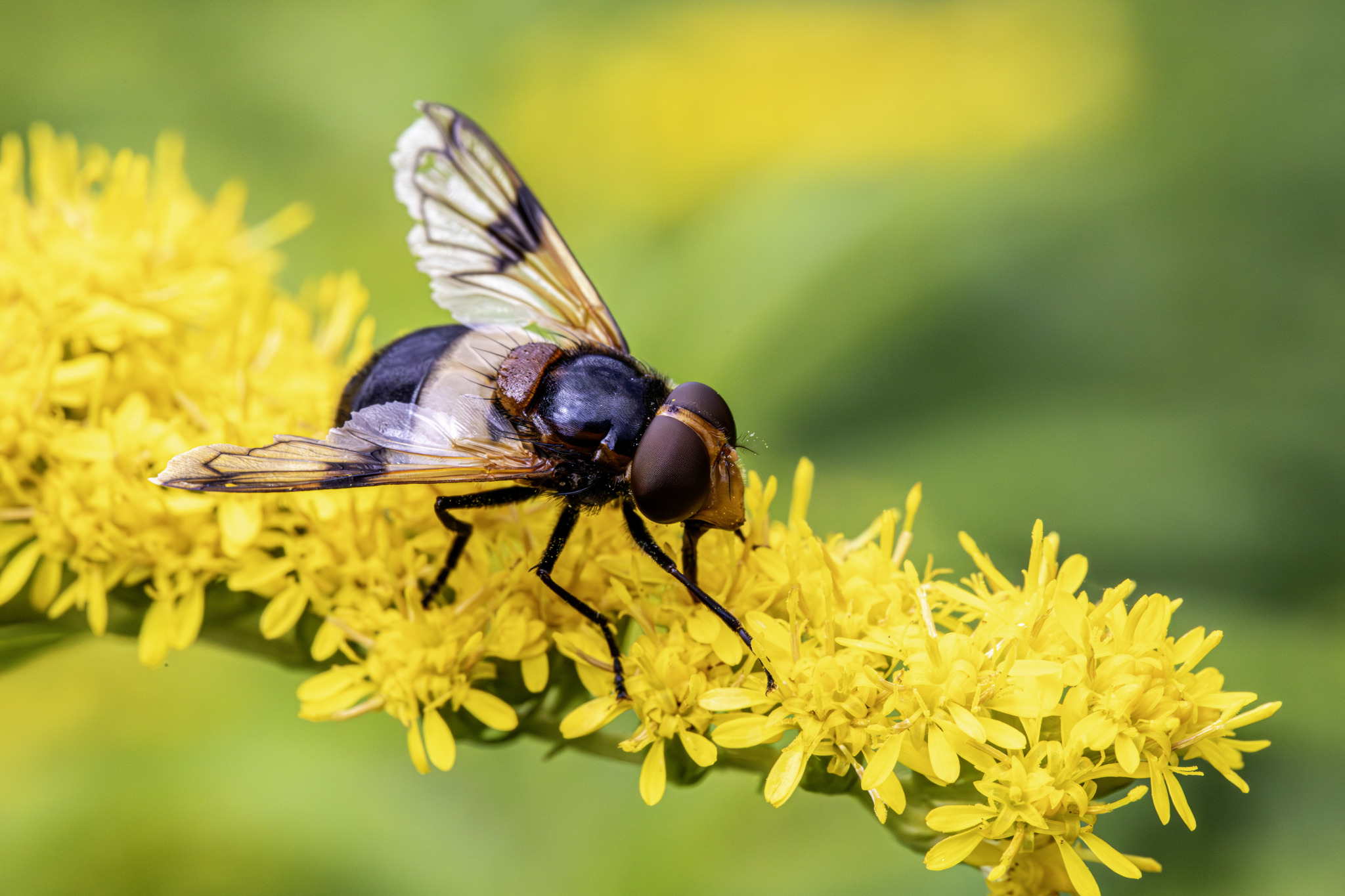 Pellucid fly (Volucella pellucens)