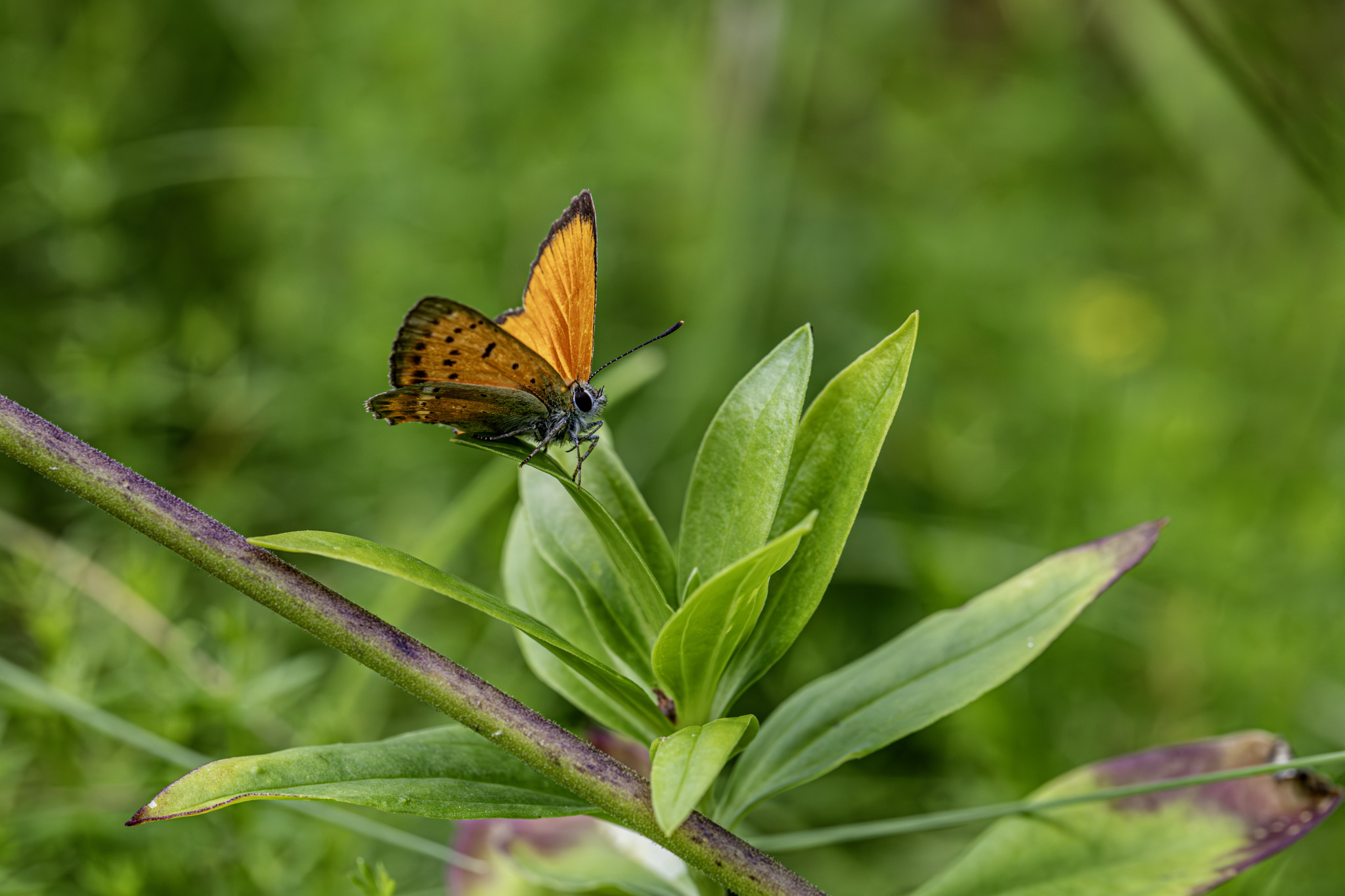 Scarce copper (Lycaena virgaureae)