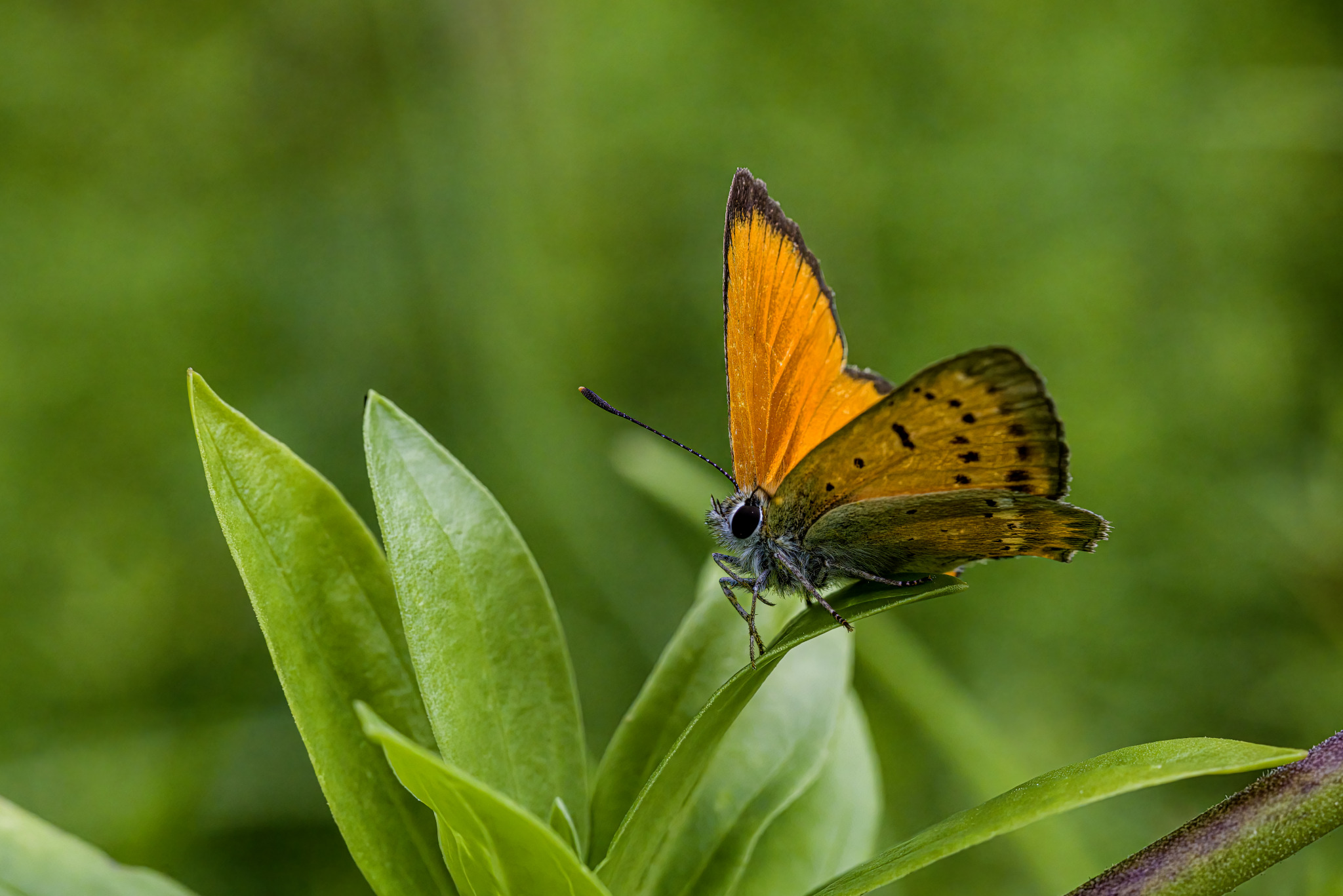 Scarce copper (Lycaena virgaureae)