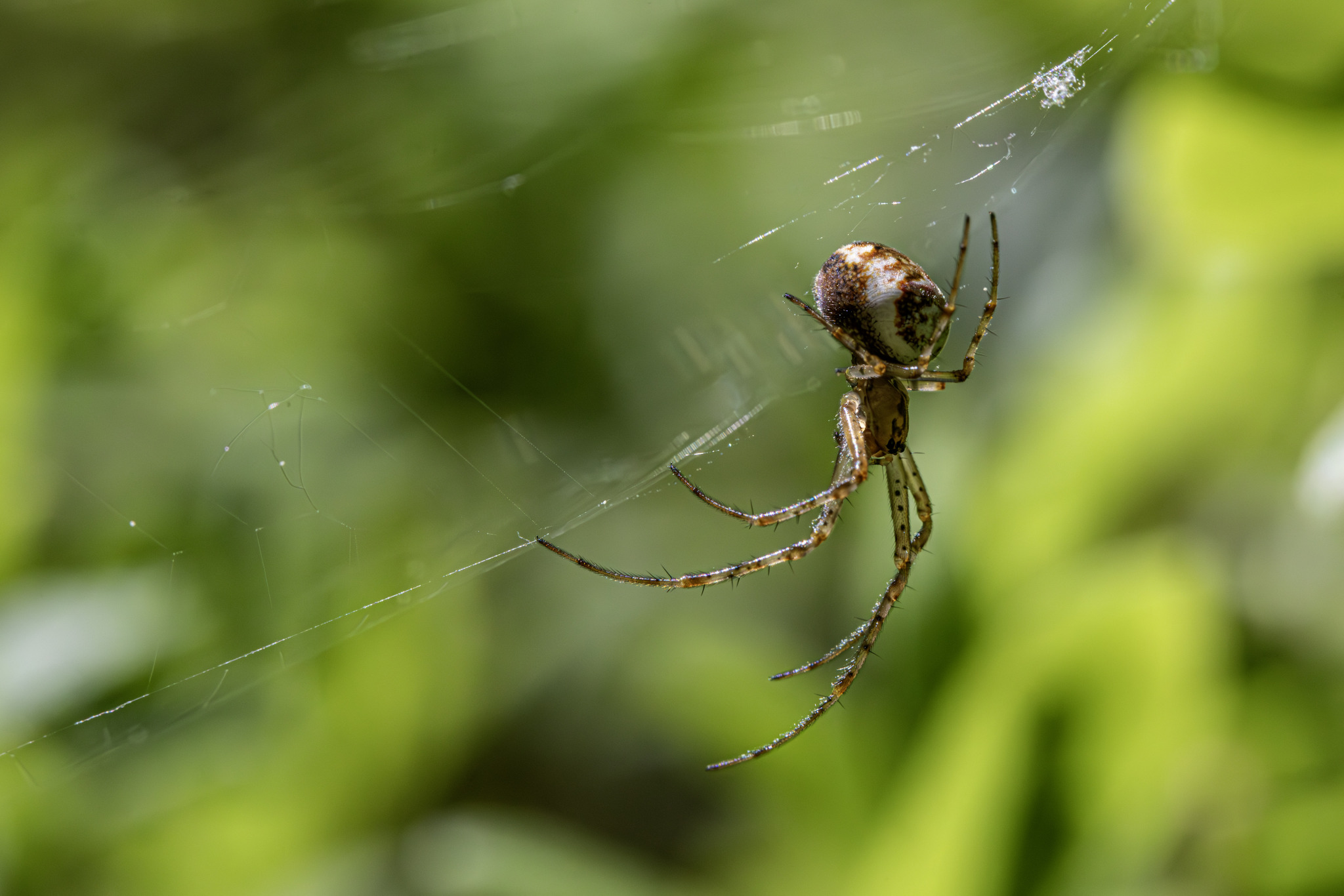 Long-jawed orb (Metellina mengei)