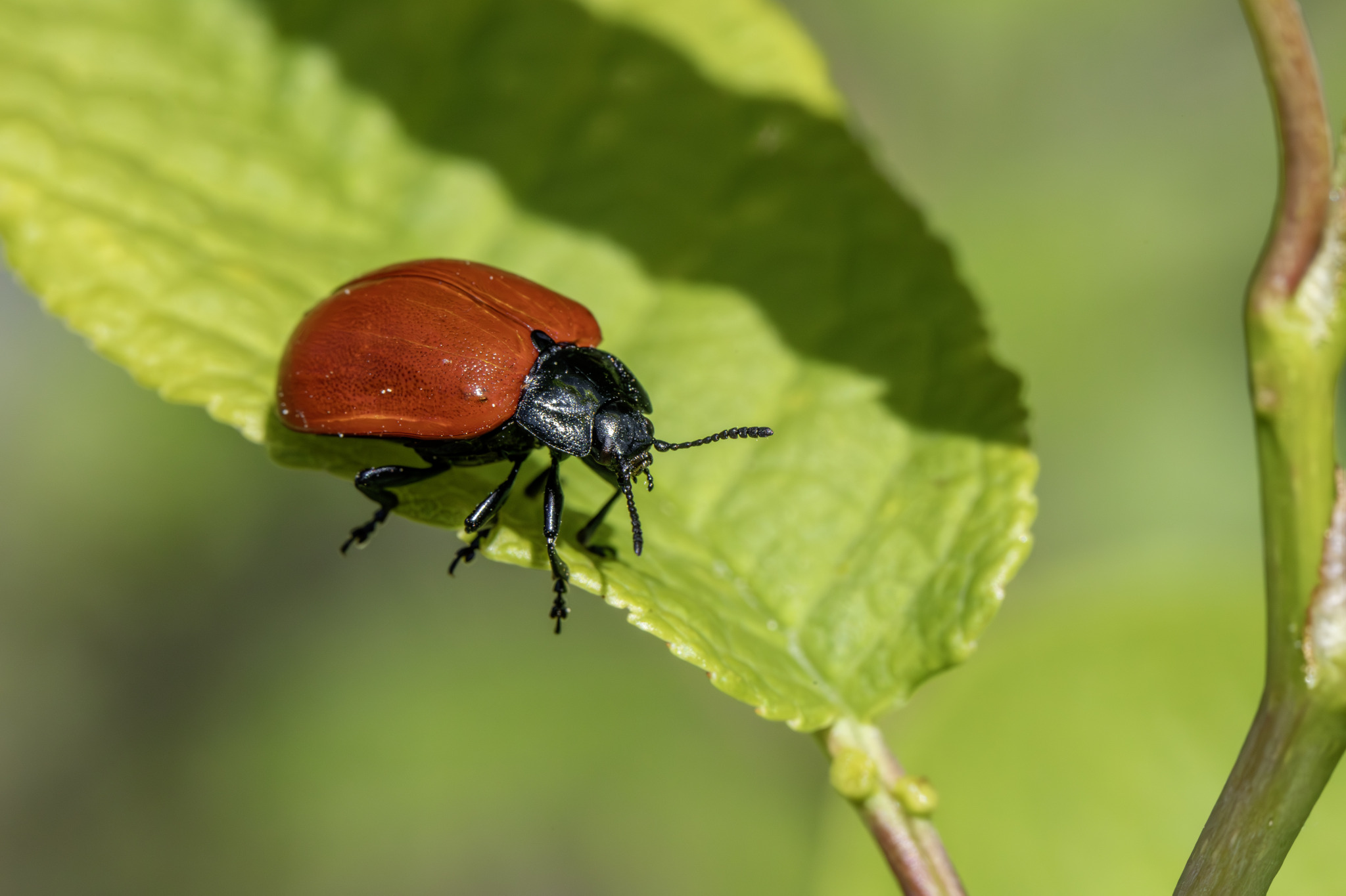 Red poplar leaf beetle (Chrysomela populi)