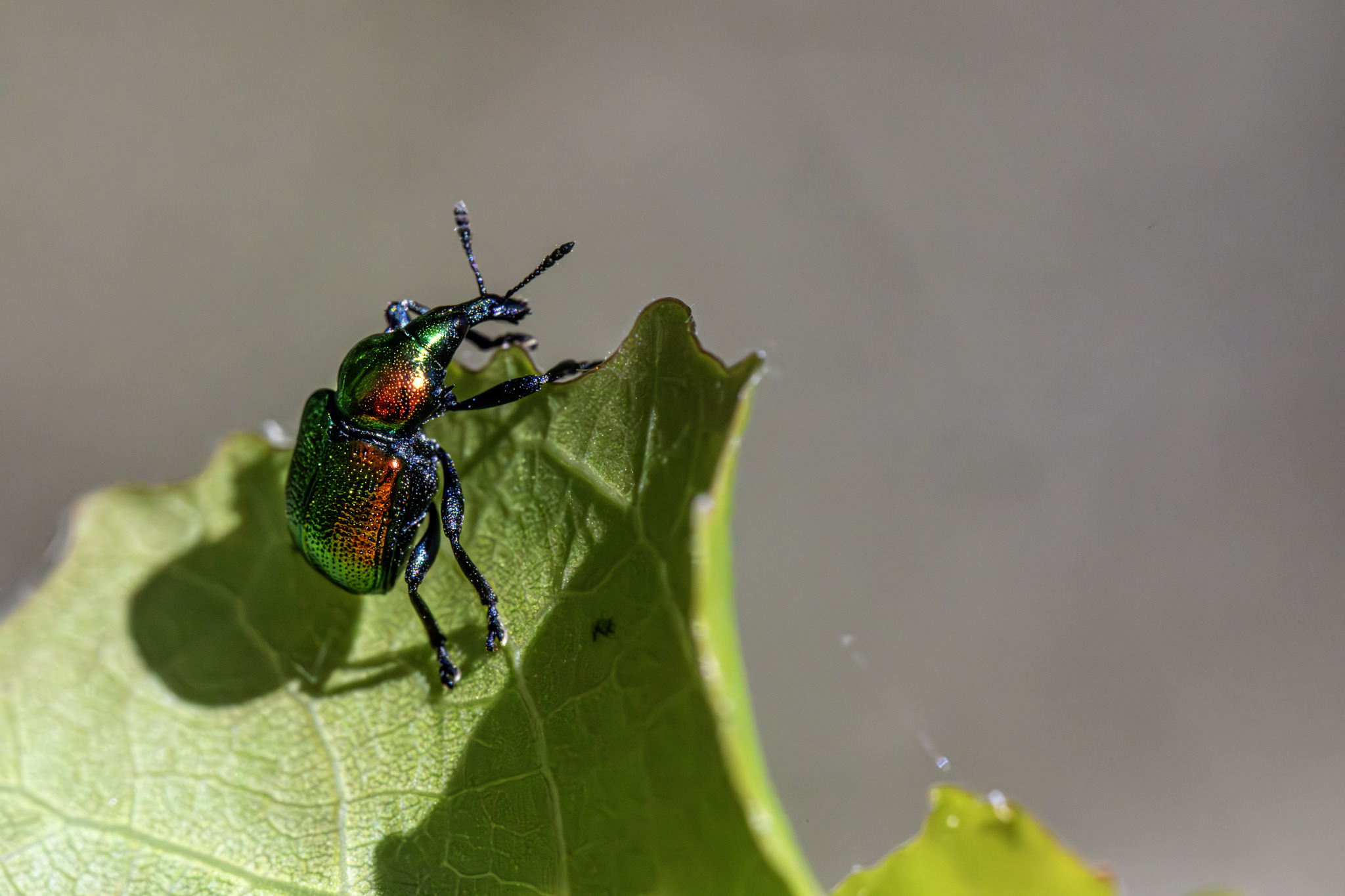 Aspen Leaf-rolling Weevil (Byctiscus populi)