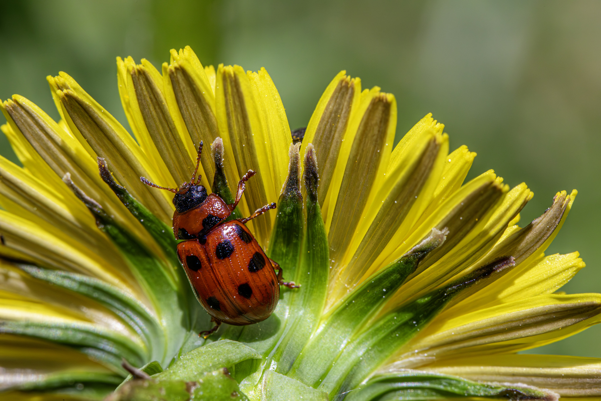 American Aspen Beetle (Gonioctena viminalis)