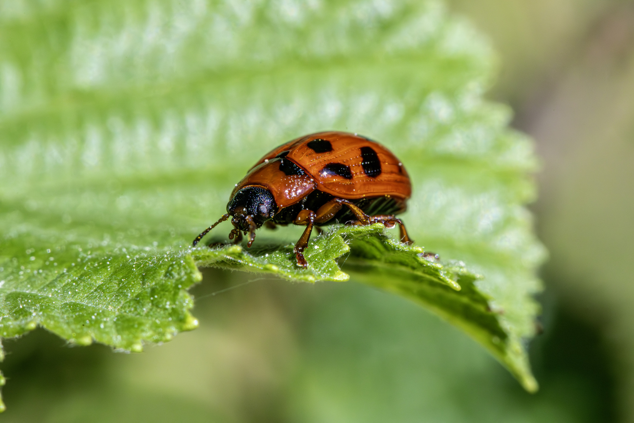 American Aspen Beetle (Gonioctena viminalis)