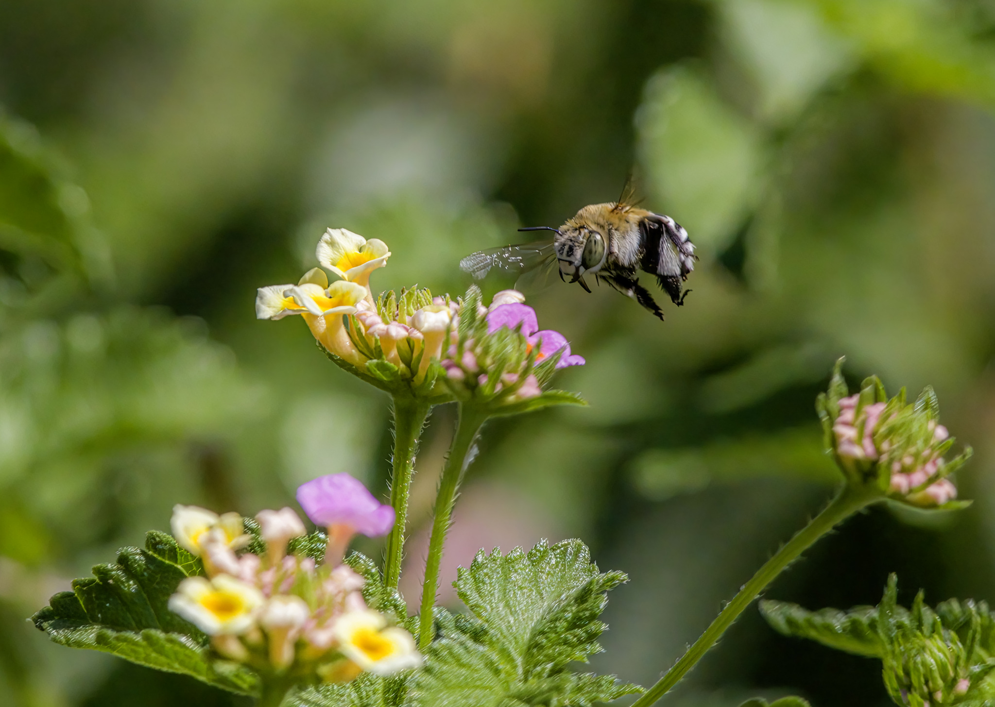 Honey bee (Amegilla calceifera)