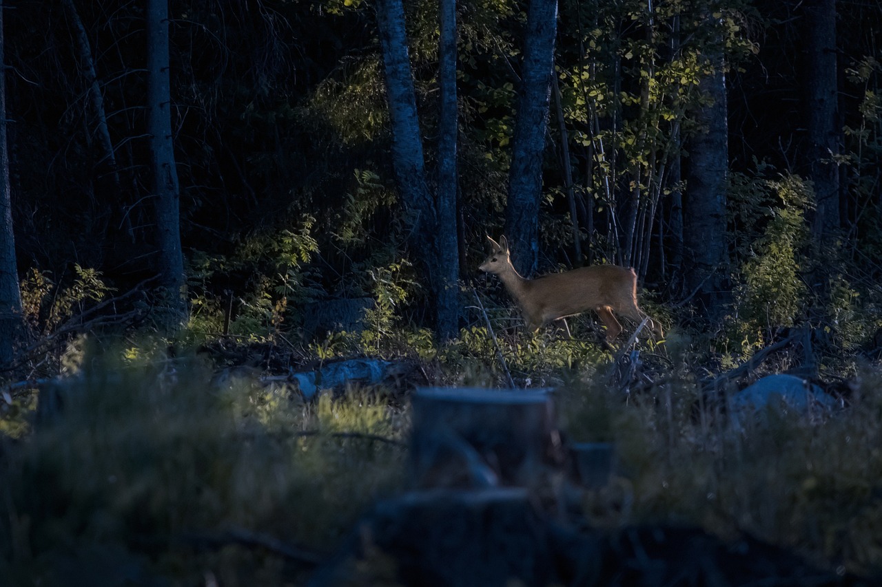 European roe deer (Capreolus capreolus)