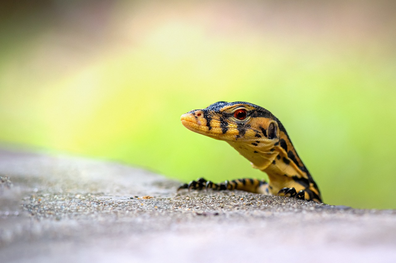 Asian Water Monitor (Varanus salvator)