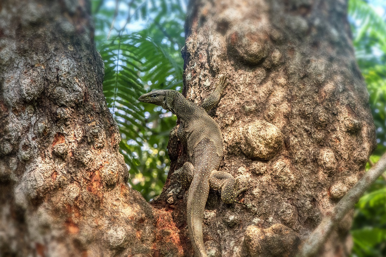 Asian Water Monitor (Varanus salvator)