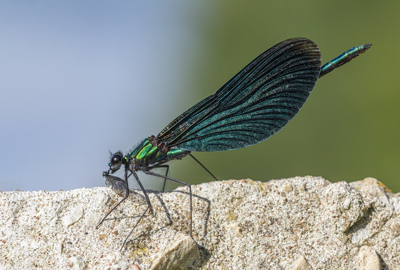 Beautiful Demoiselle (Calopteryx virgo)