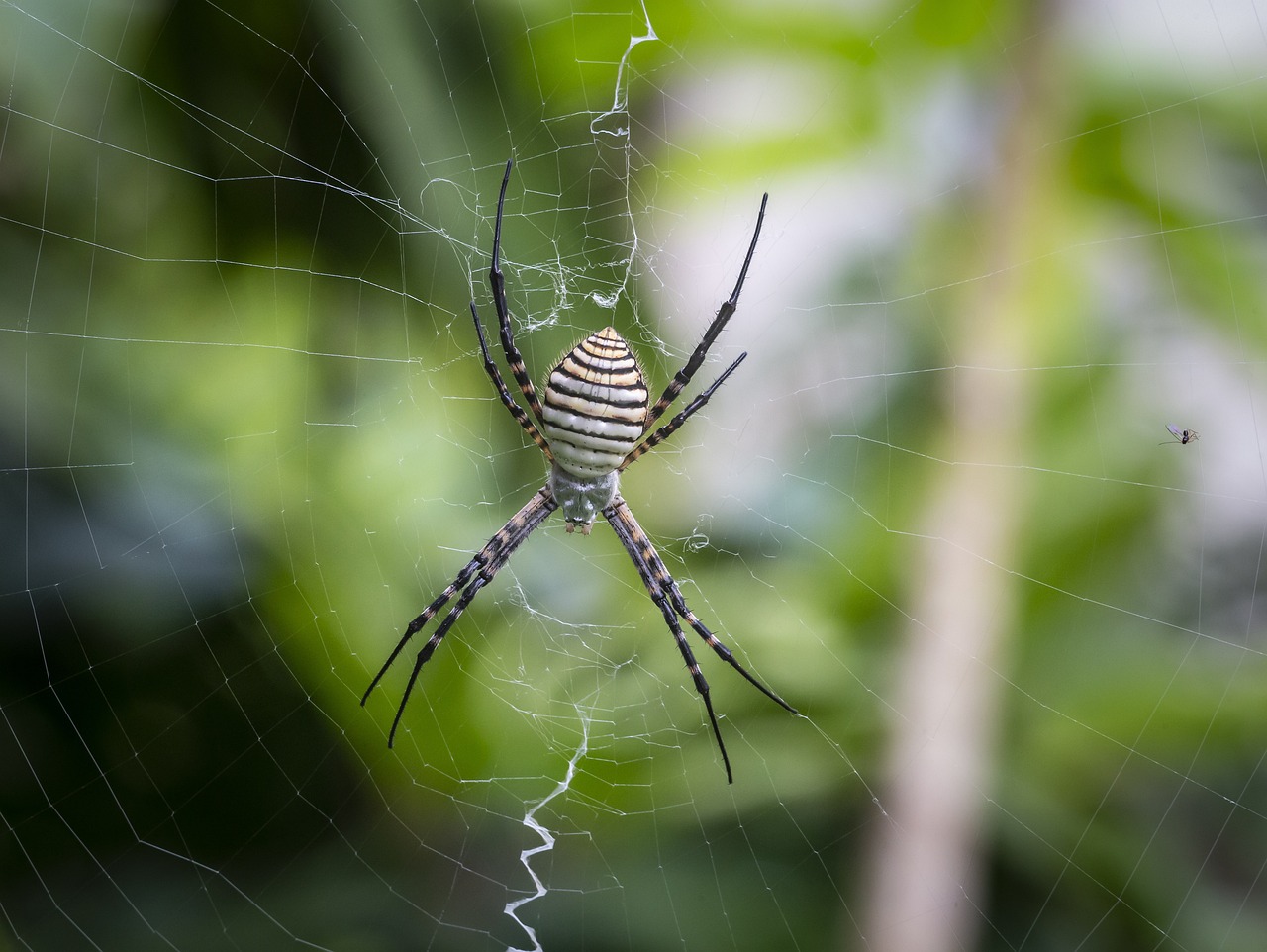 Banded orb-weaving spider (Argiope trifasciata)