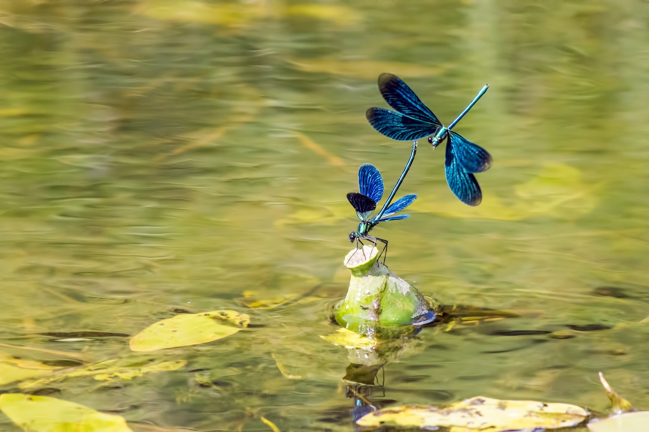 Beautiful Demoiselle (Calopteryx virgo)