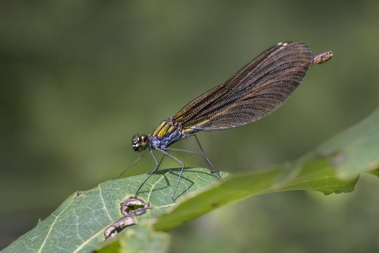 Beautiful Demoiselle (Calopteryx virgo)