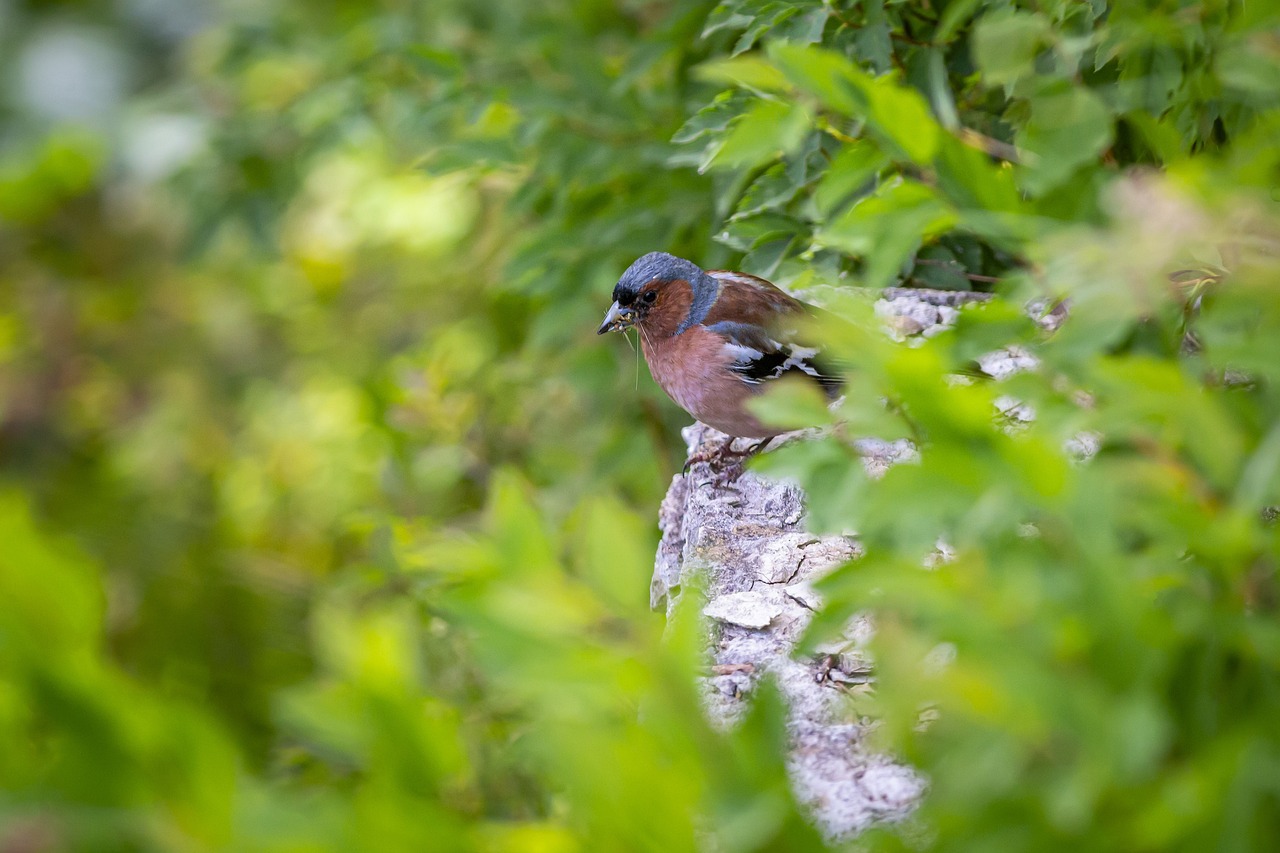 Common chaffinch (Fringilla coelebs)