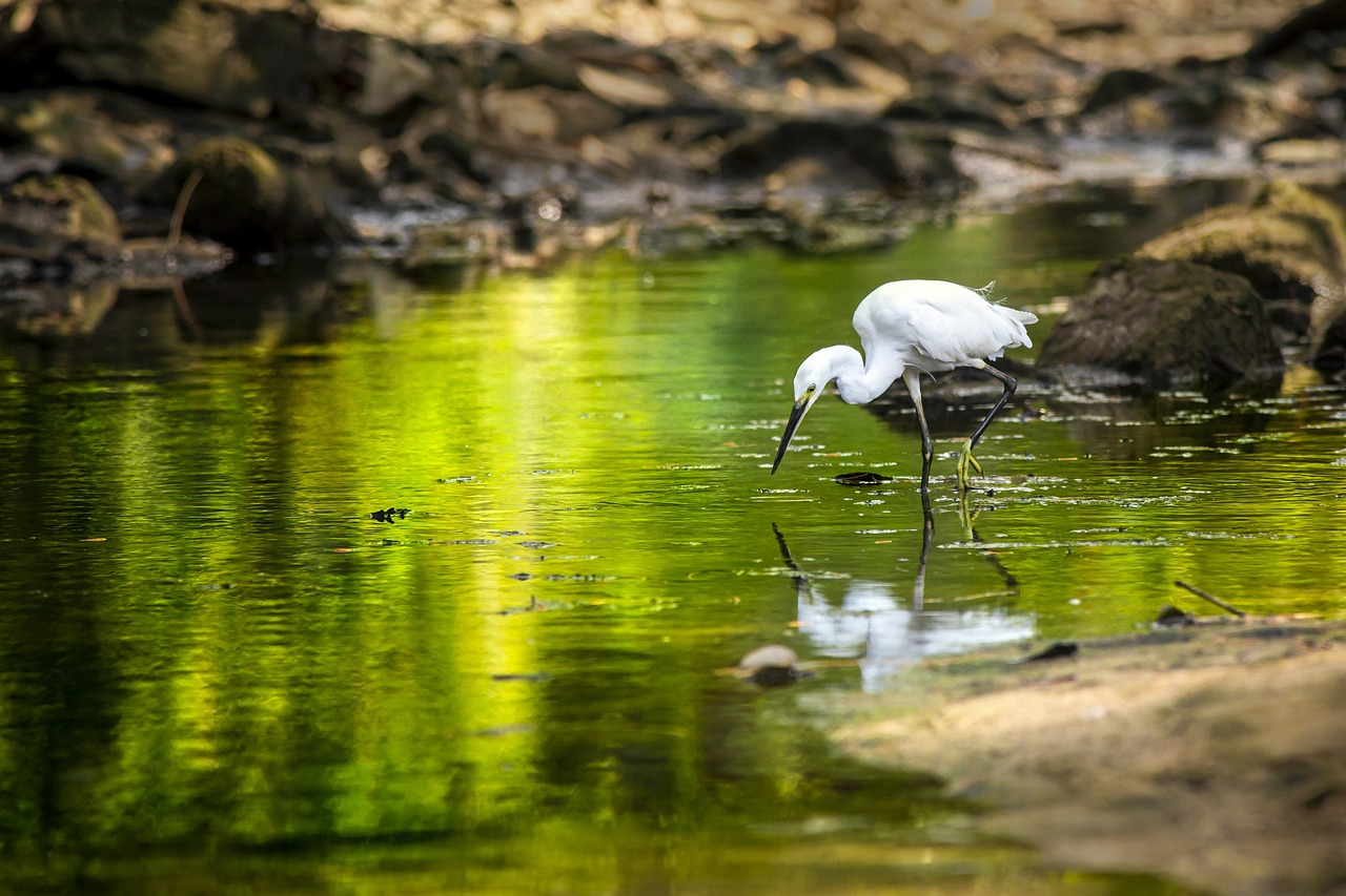 little Egret (Egretta garzetta)