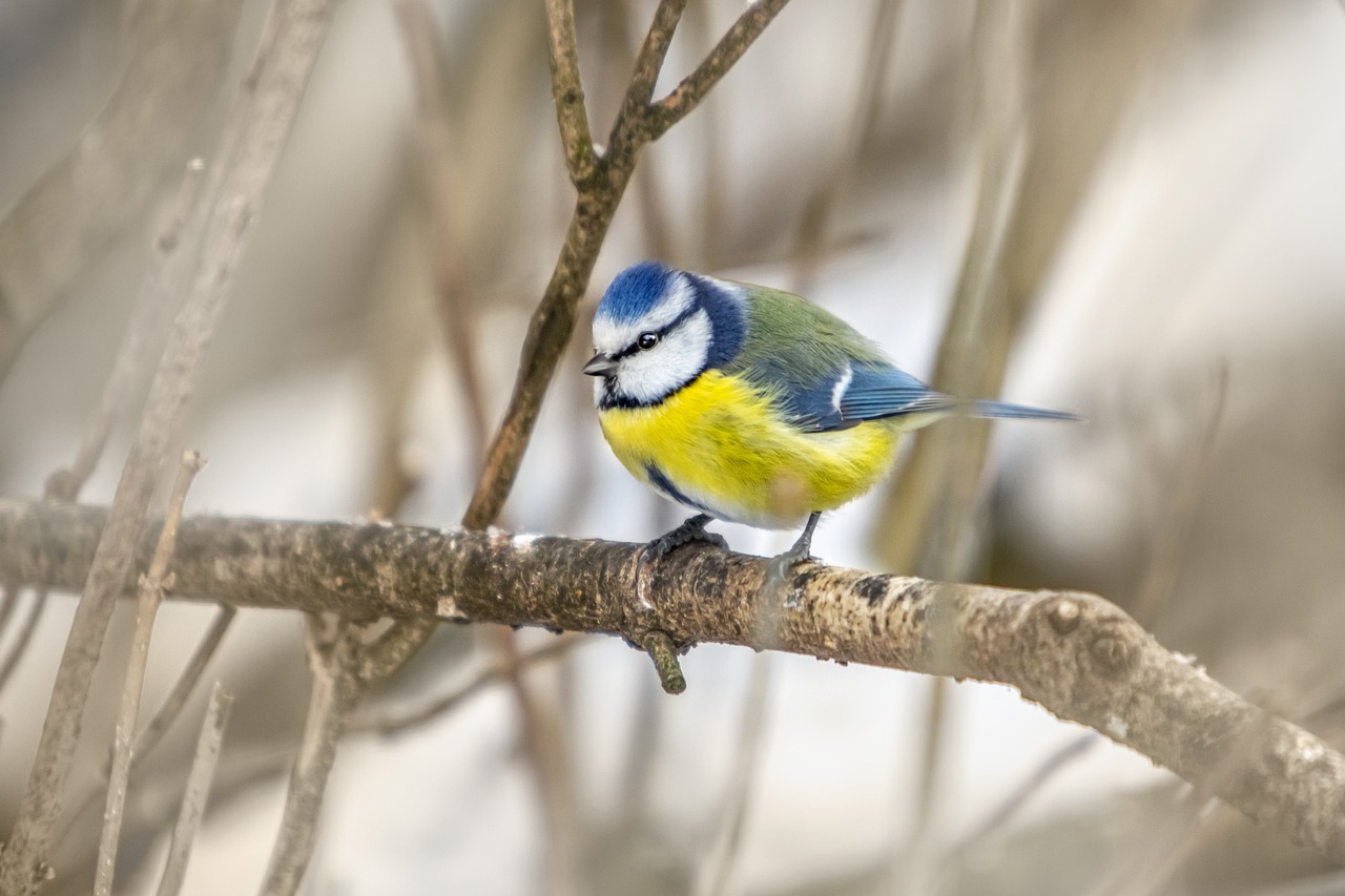 Eurasian Blue tit (Cyanistes caeruleus)