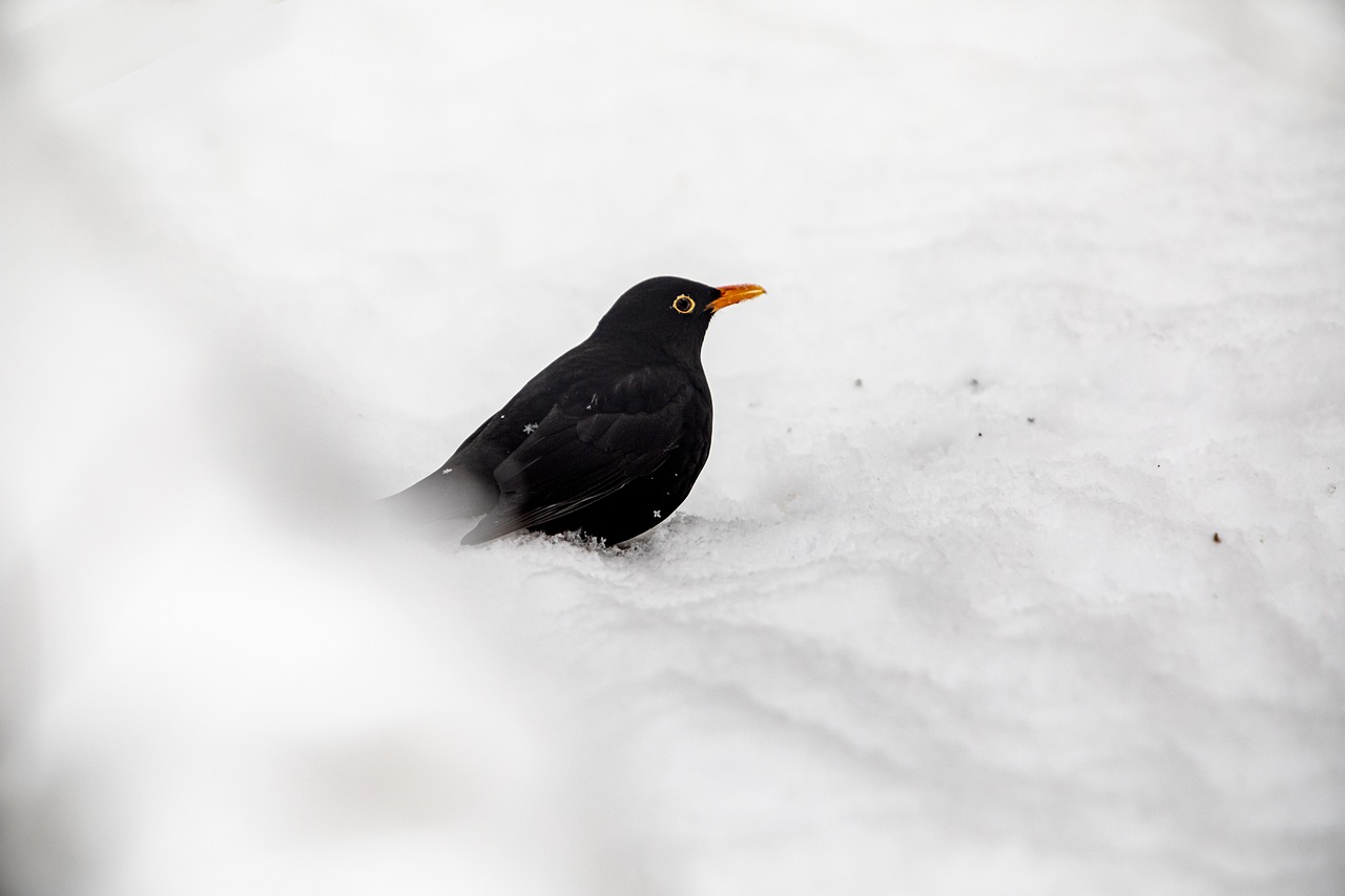 Blackbird (Turdus merula)