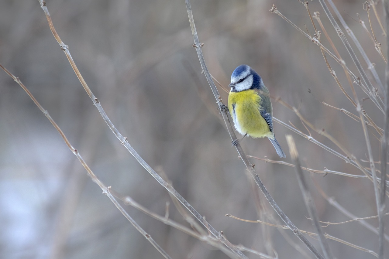 Eurasian Blue tit (Cyanistes caeruleus)