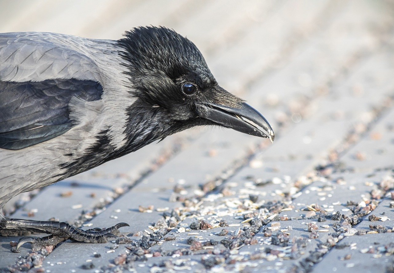 Hooded Crow (Corvus cornix)