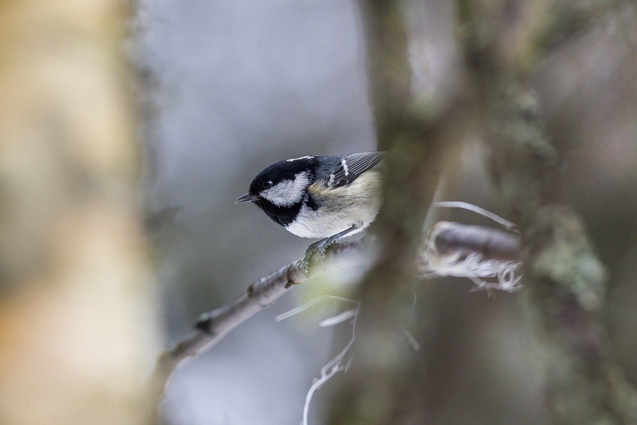 Coal tit (Periparus ater)