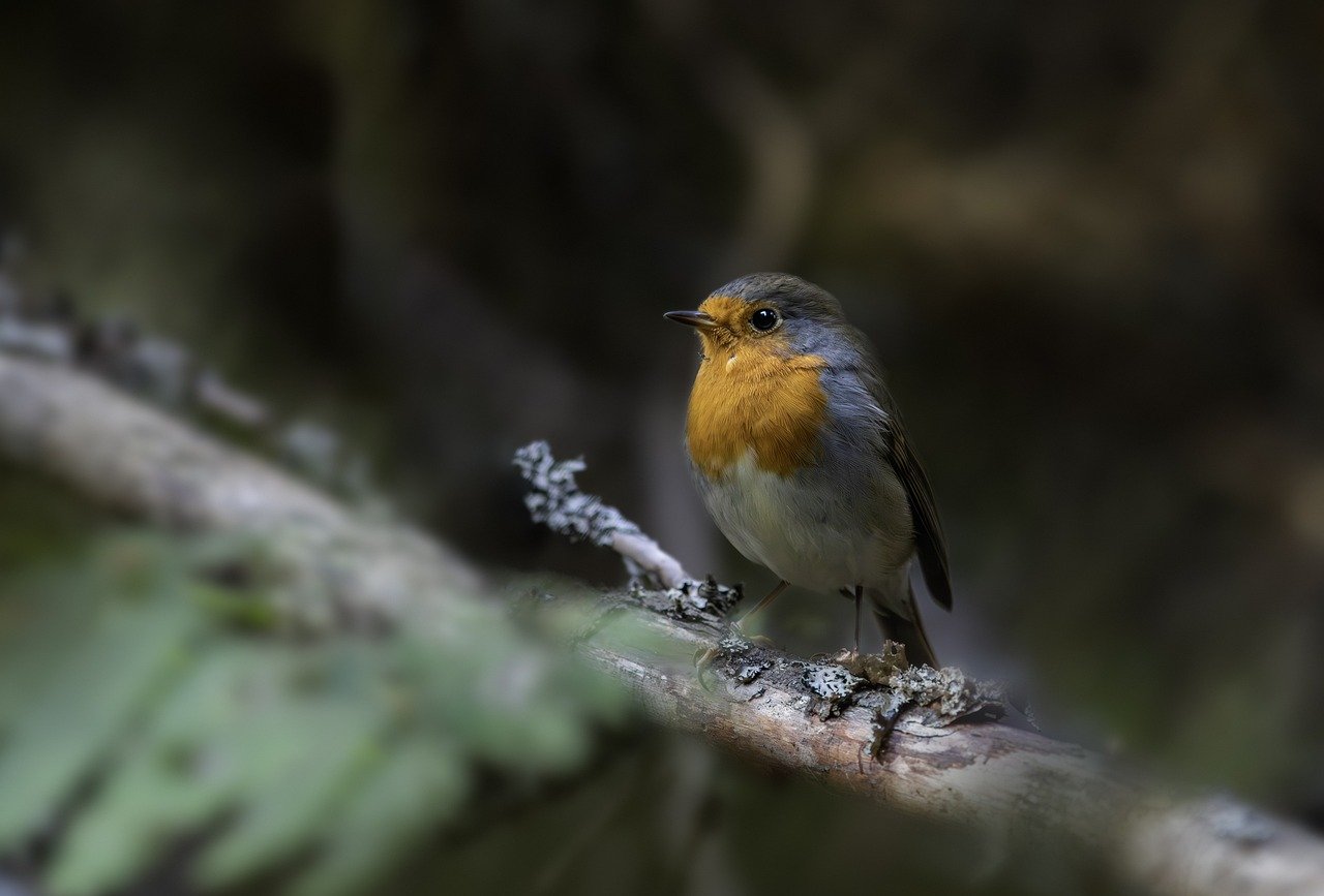 European robin (Erithacus rubecula)