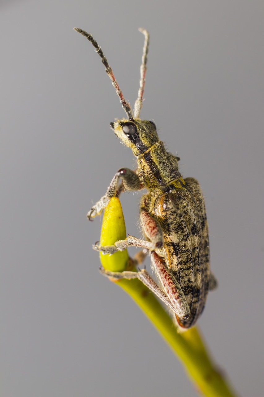 Black-spotted longhorn beetle (Rhagium mordax)