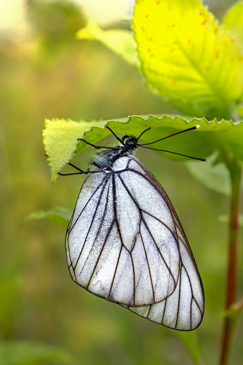 Black-veined white (Aporia crataegi)