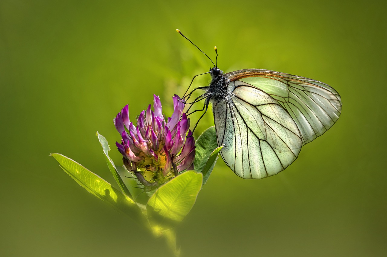 Black-veined white (Aporia crataegi)