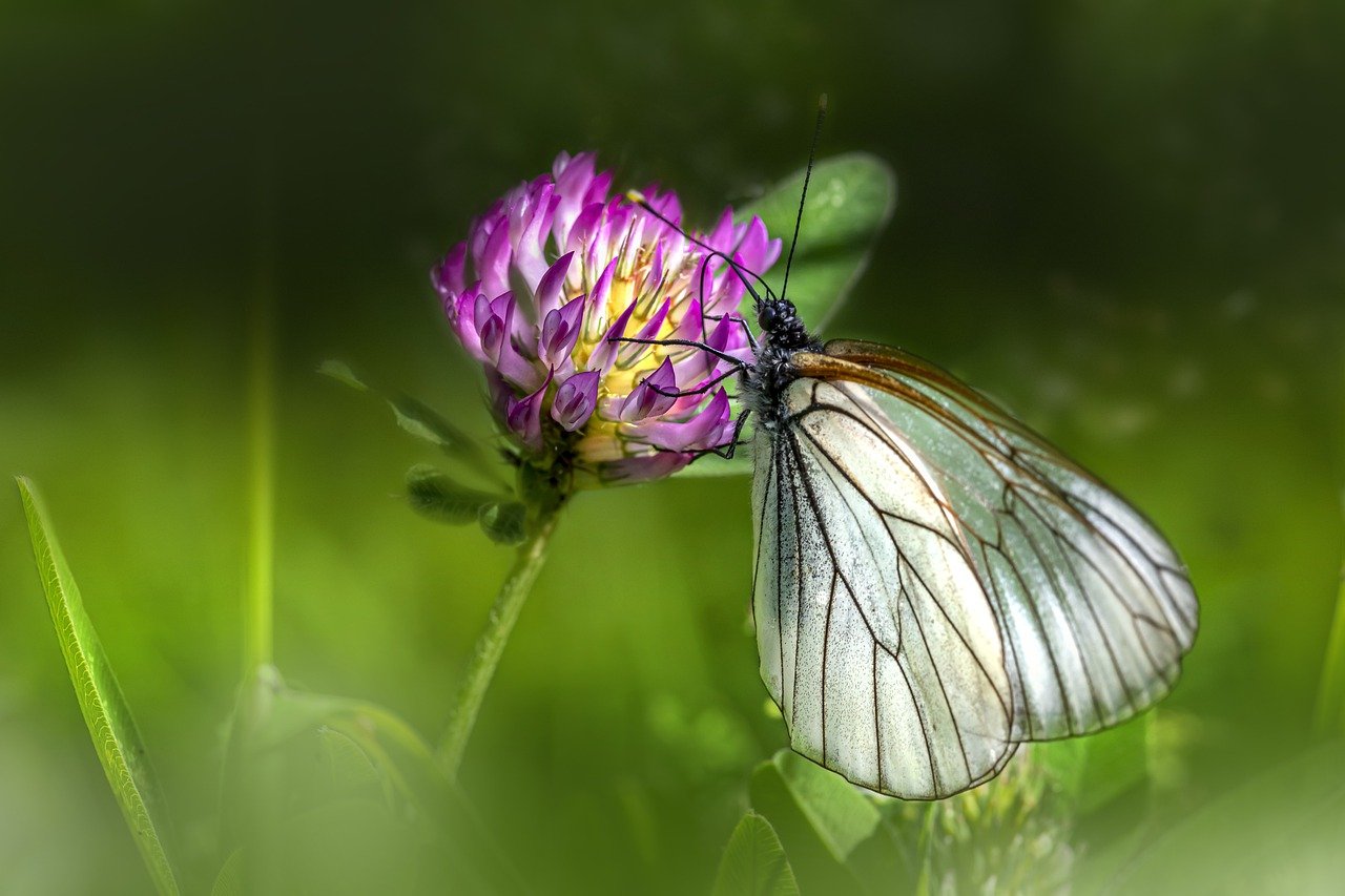 Black-veined white (Aporia crataegi)