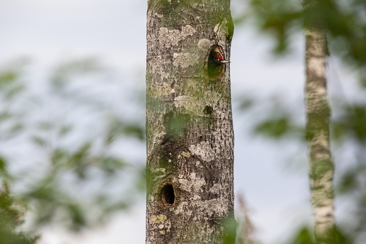 Black woodpecker (Dryocopus martius)