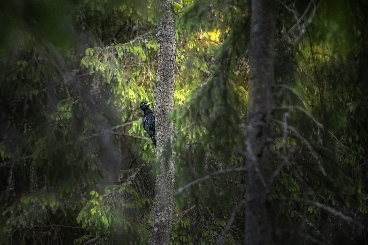 Black woodpecker (Dryocopus martius)