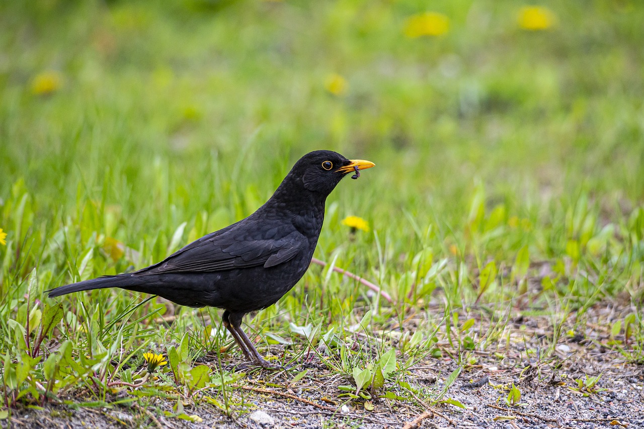 Blackbird (Turdus merula)