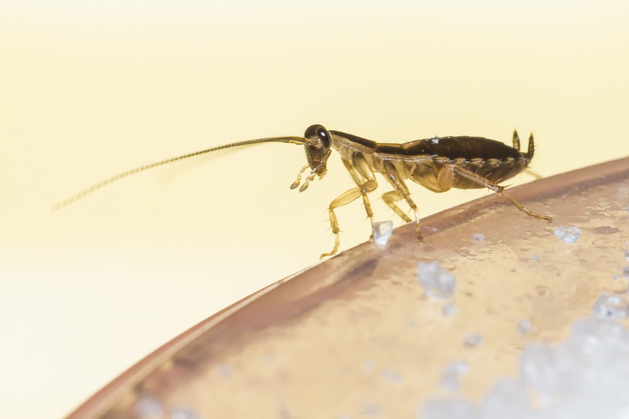 German cockroach (Blattella germanica)