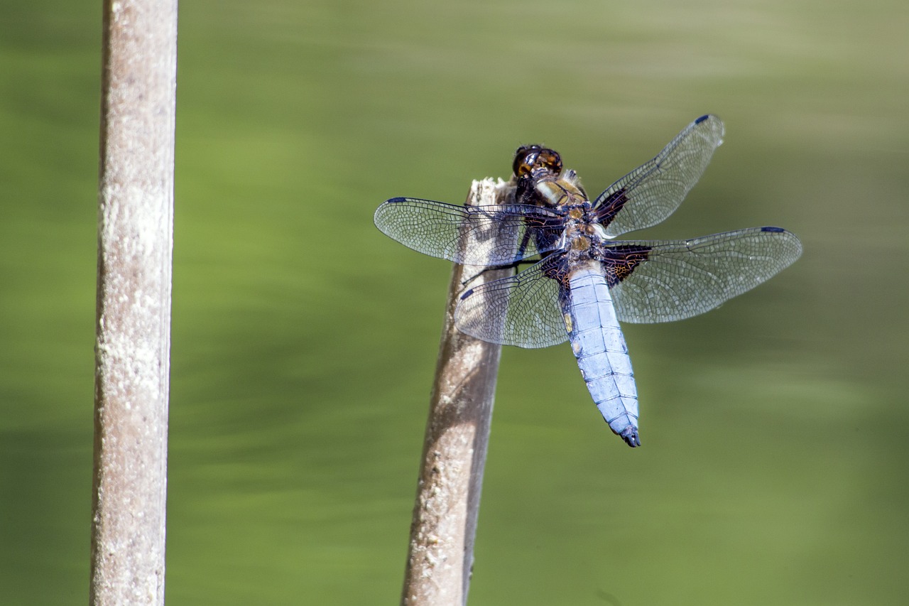 Broad-bodied chaser (Libellula depressa)