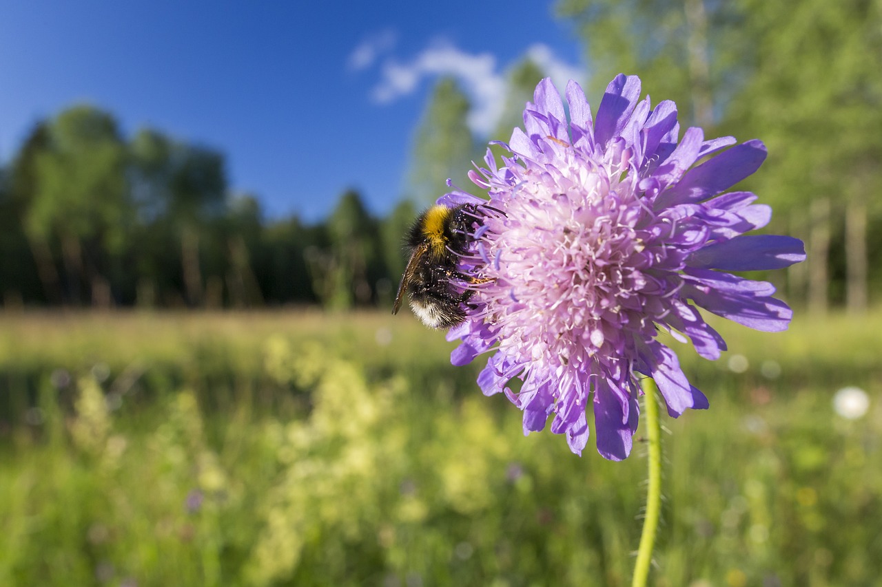 Common carder bee (Bombus pascuorum)