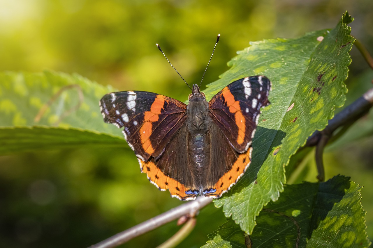 Red admiral (Vanessa atlanta)