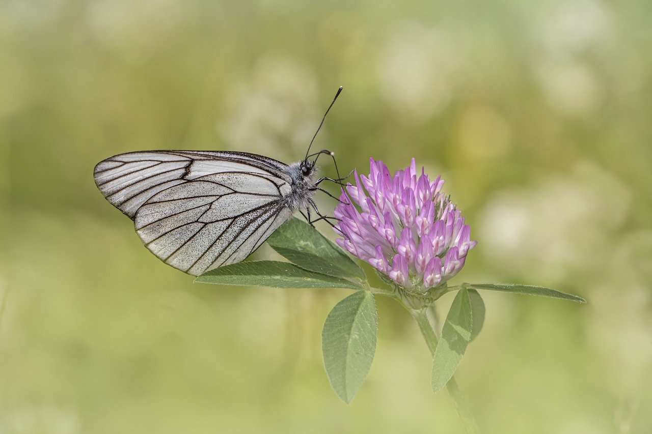 Black-veined white (Aporia crataegi)