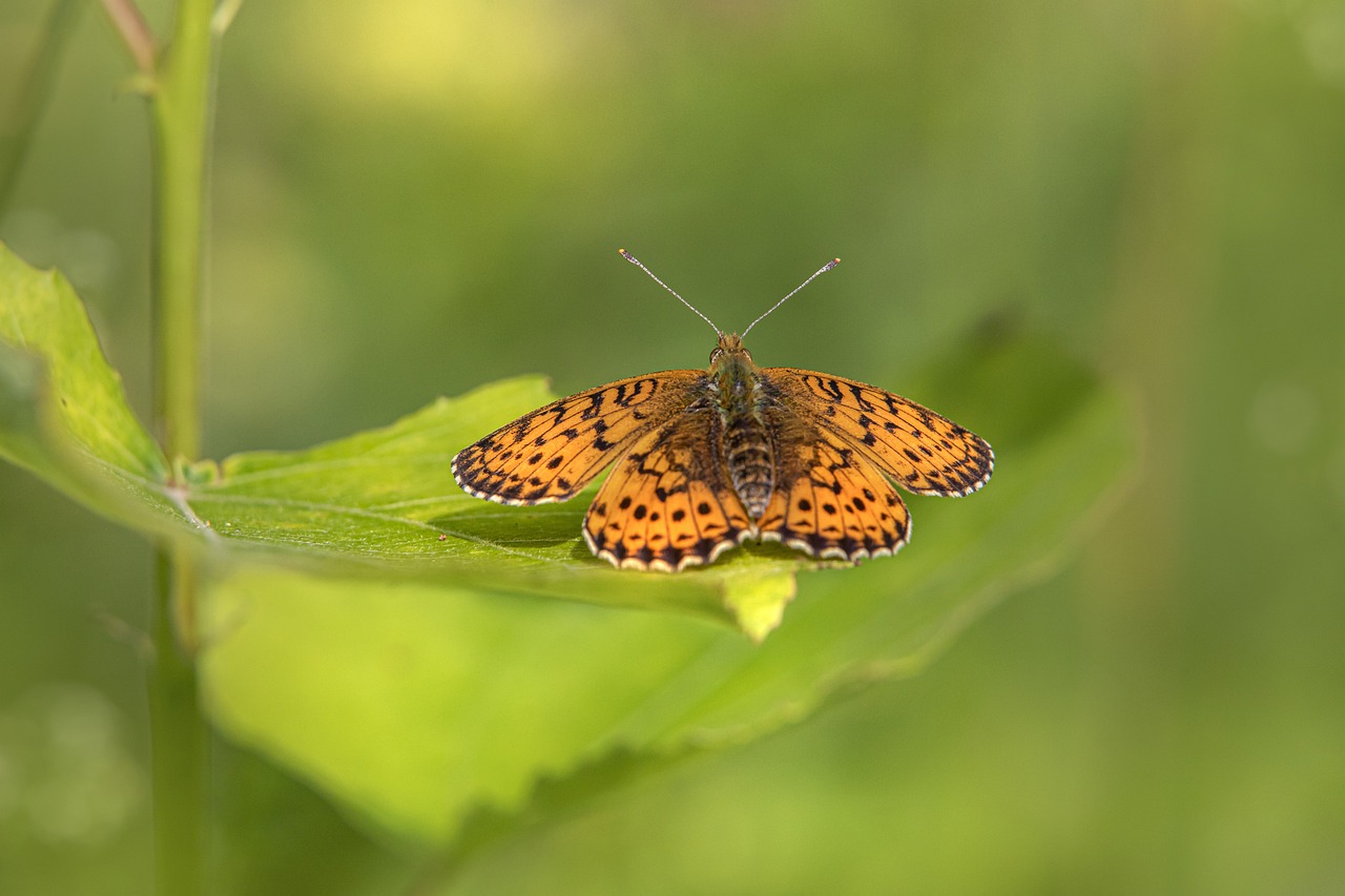  Lesser marbled fritillary (Brenthis ino)