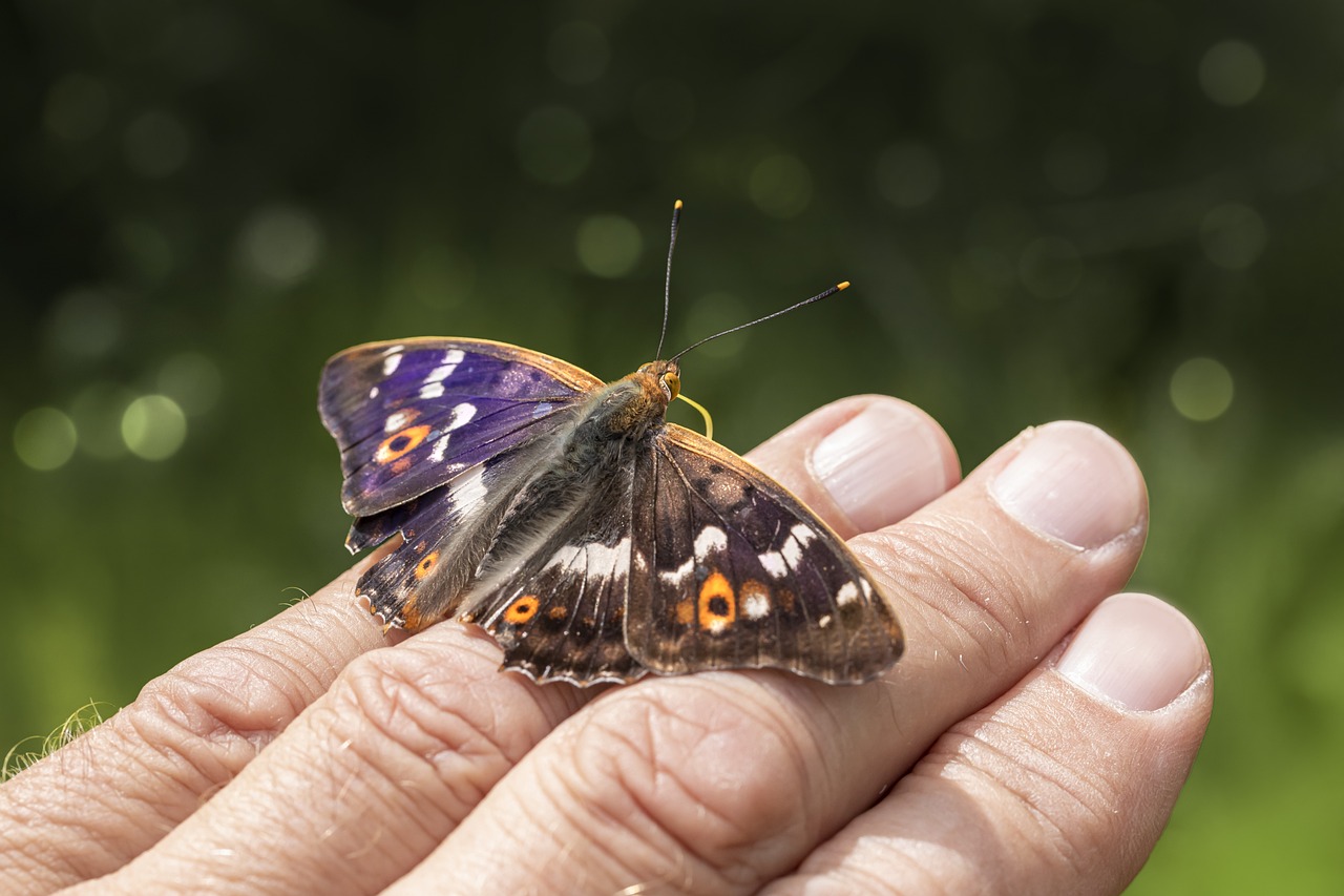 Lesser Purple Emperor (Apatura ilia)