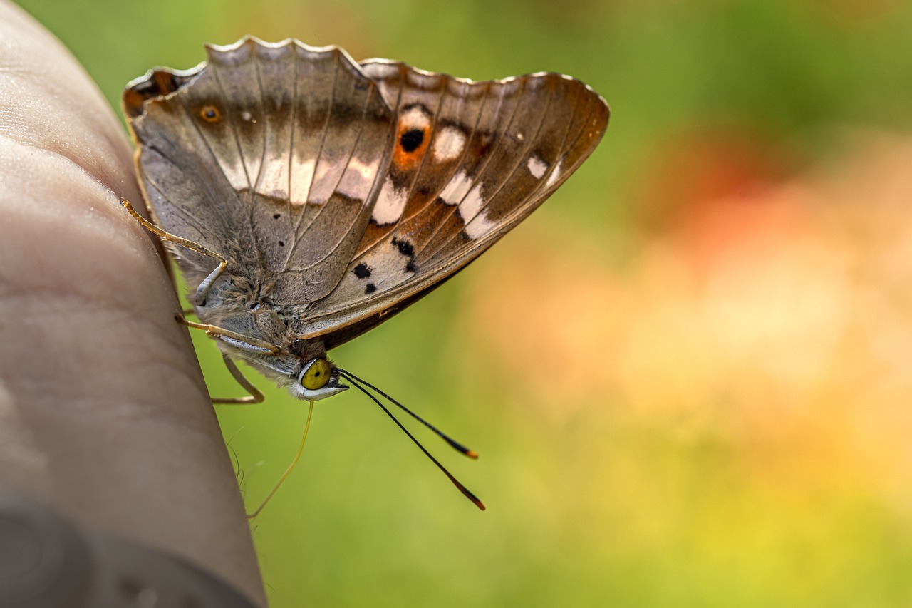 Lesser Purple Emperor (Apatura ilia)